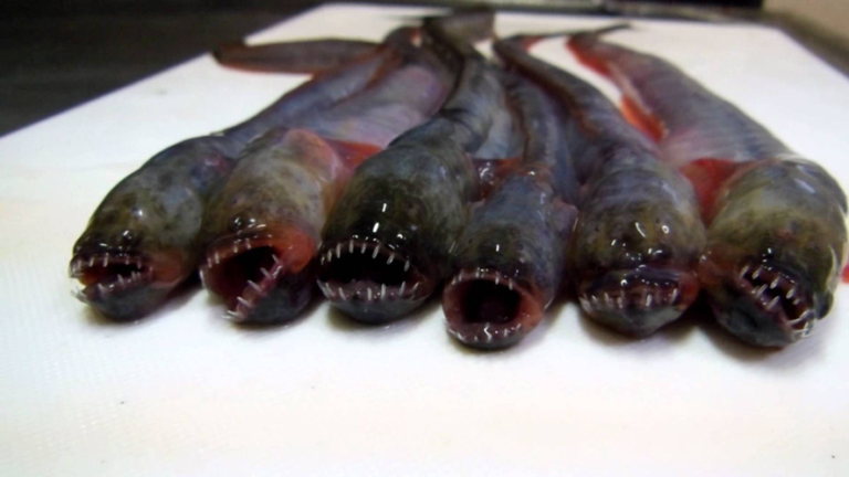 Você conhece o peixe warasubo? Veja alguns fatos assustadores sobre ele!