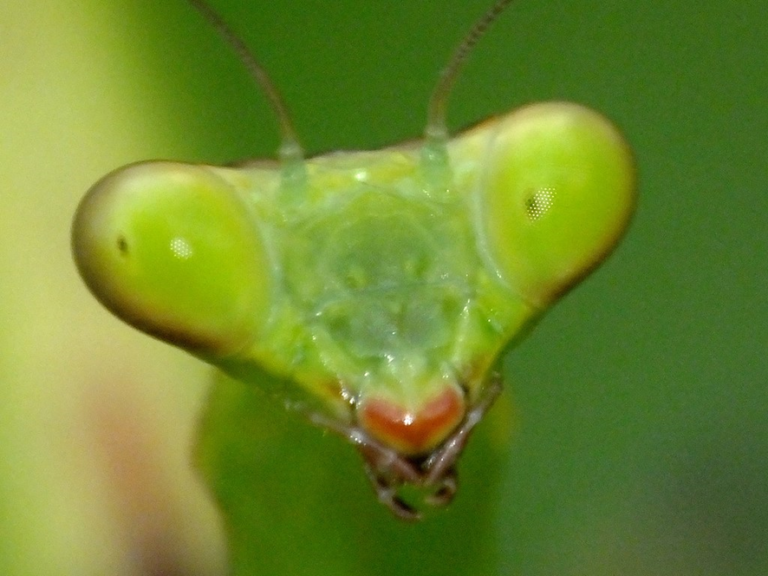 Louva-deus: o inseto sinistro com habilidades mortais